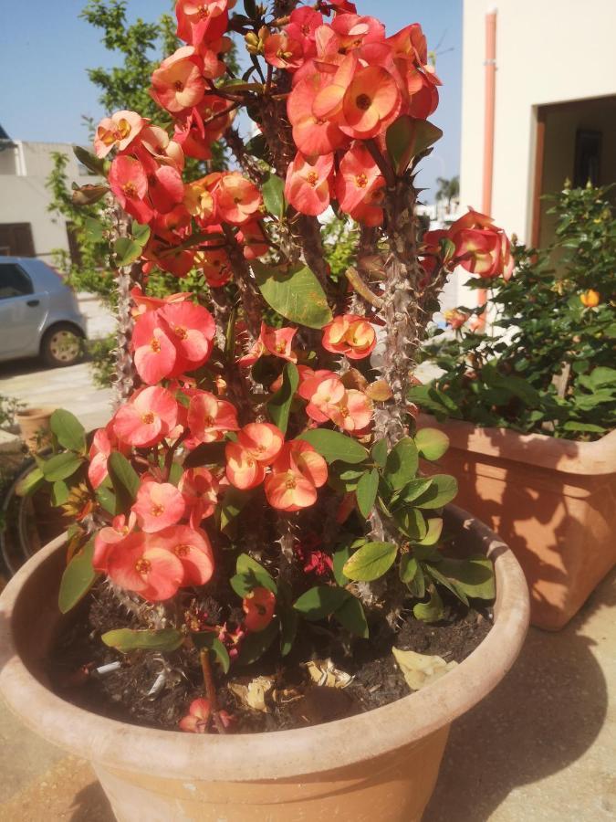 Casa Vacanza Da Samuele San Vito Lo Capo Luaran gambar